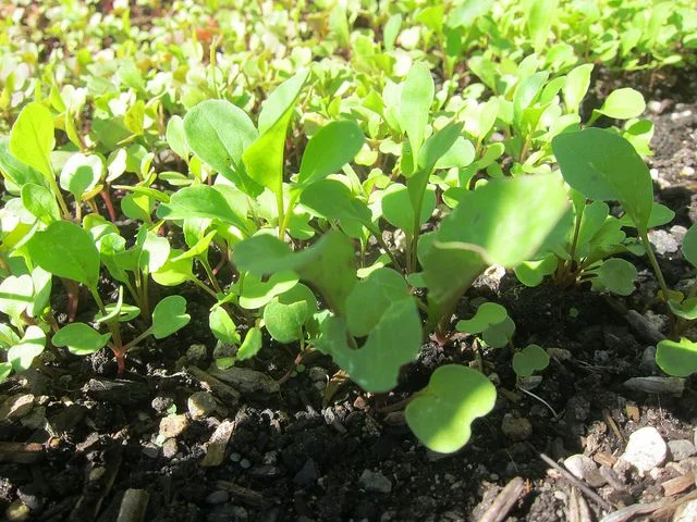 arugula.jpg