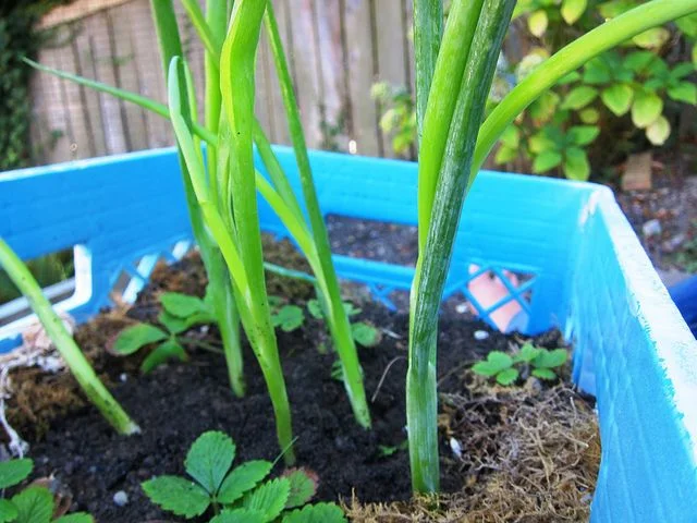chives in milk crate.jpg