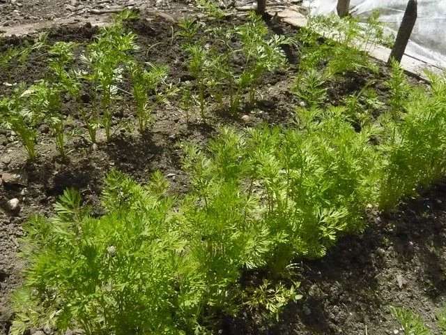 carrot greens.jpg