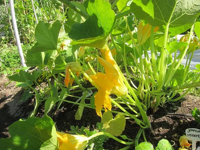 squash plant.jpg