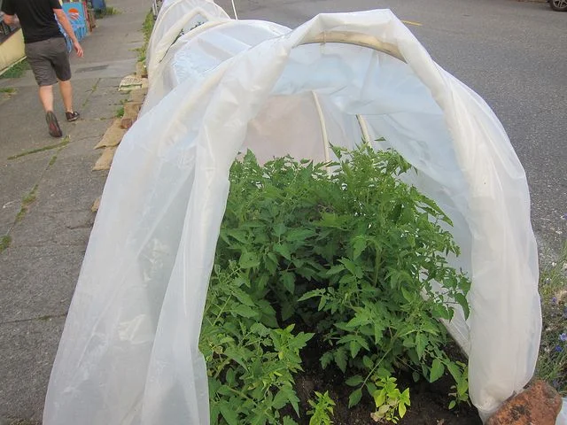 tomato in cloche.jpg