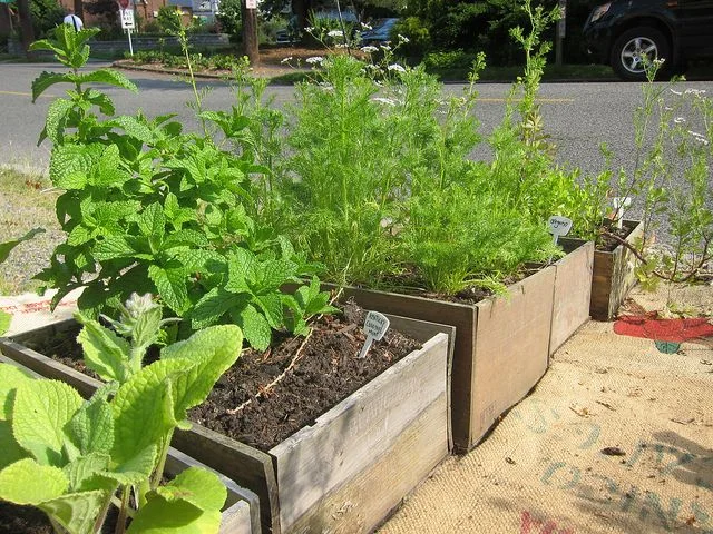wine box planter.jpg