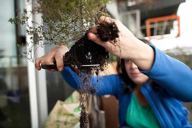trimming herb roots.jpg