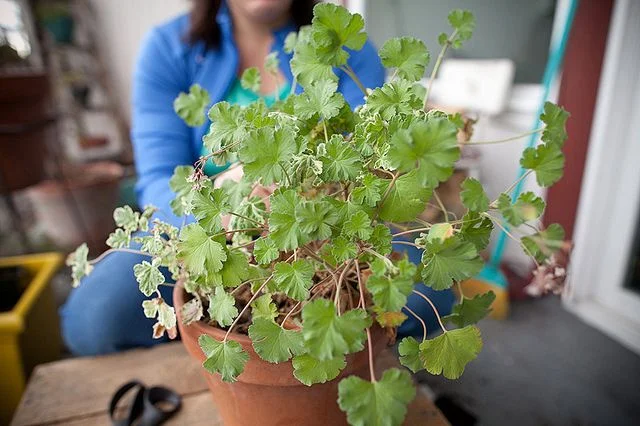 geranium.jpg