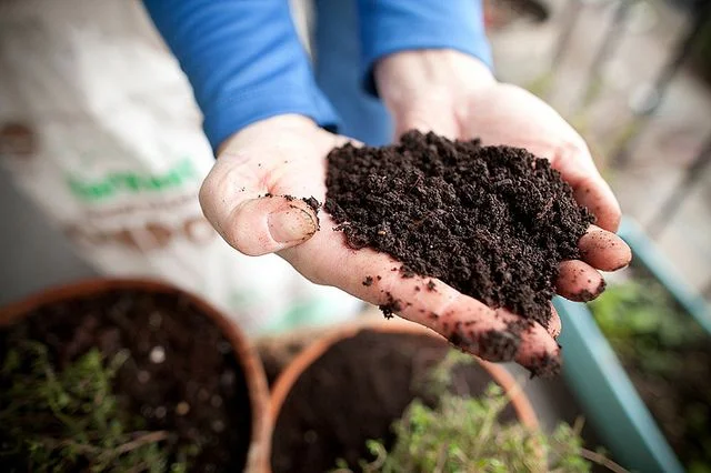 hand in soil.jpg