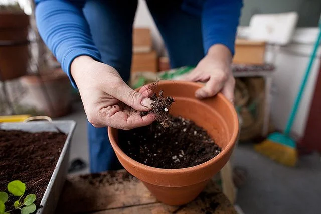 picking out roots.jpg