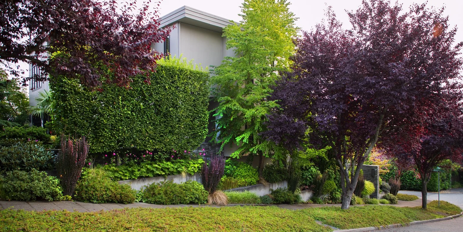 From across the street, Carl Williams and Daniel Lowery’s West Seattle home seems like an urban park. (Mike Siegel / The Seattle Times)