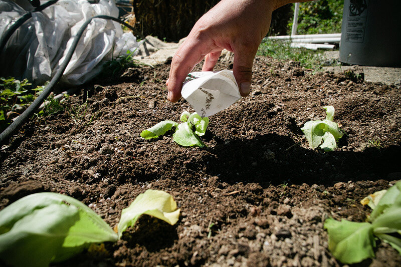 sowing seed from a packet.jpg