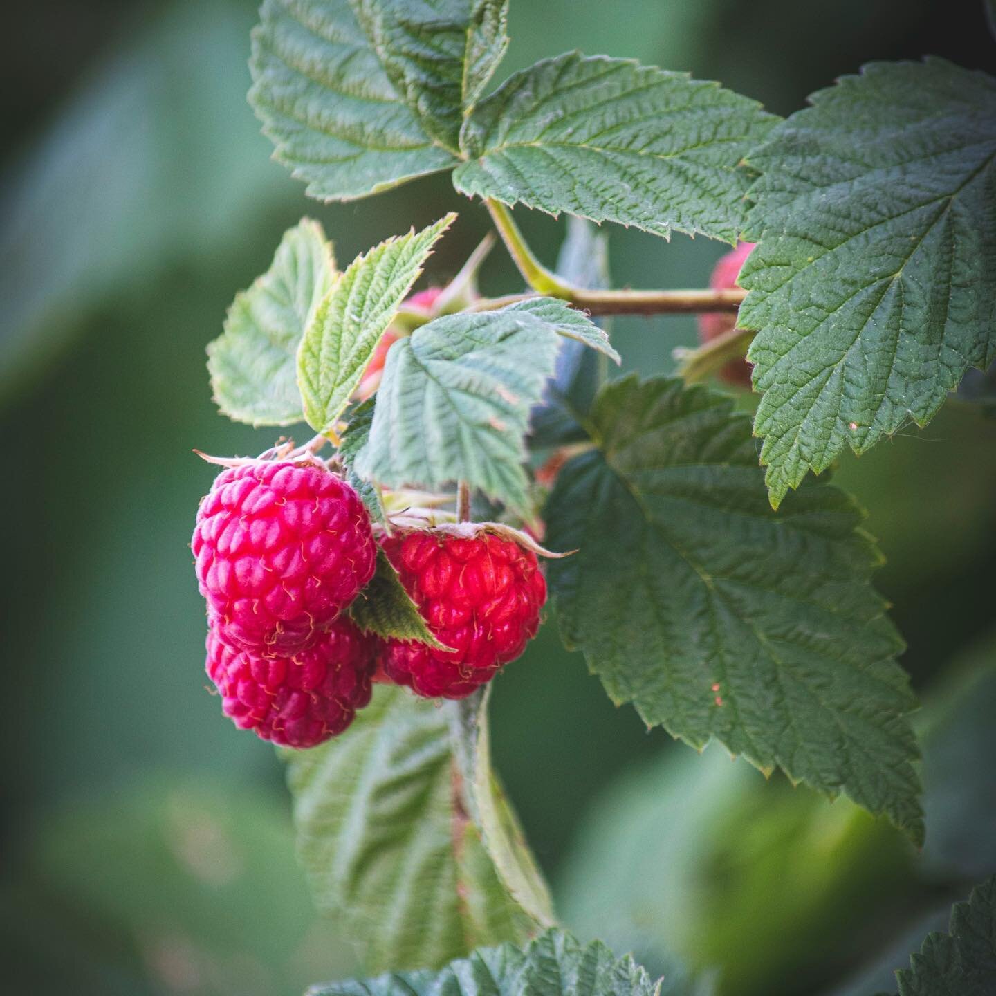 Growing Raspberries - so perplexing. I have to really stop and think before I explain to people how to grow raspberries. Do you have a summer bearing or ever bearing cane?! When should you cut the canes?! How do you fertilize?! 
🌿
All these question