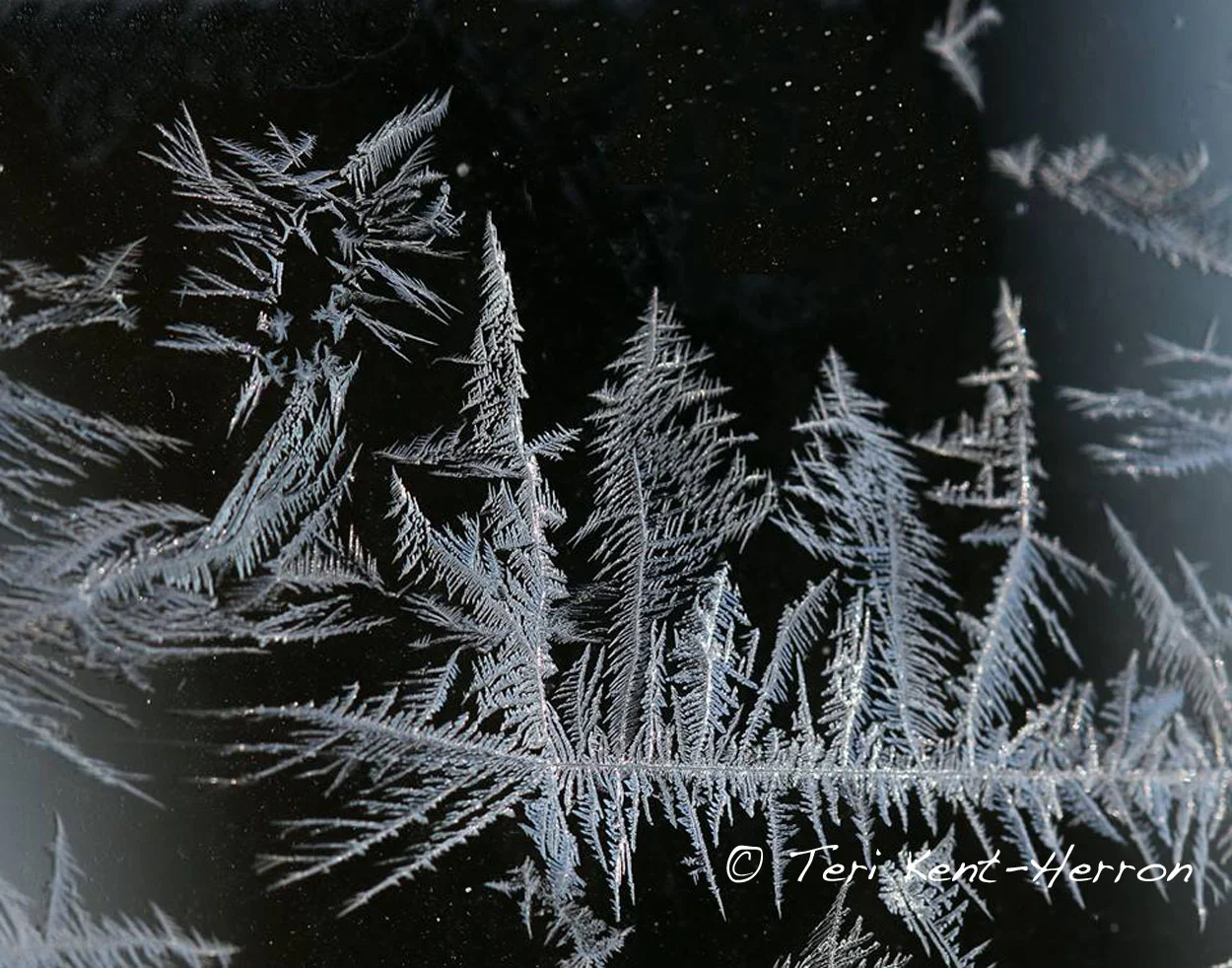 tk frost painting.jpg