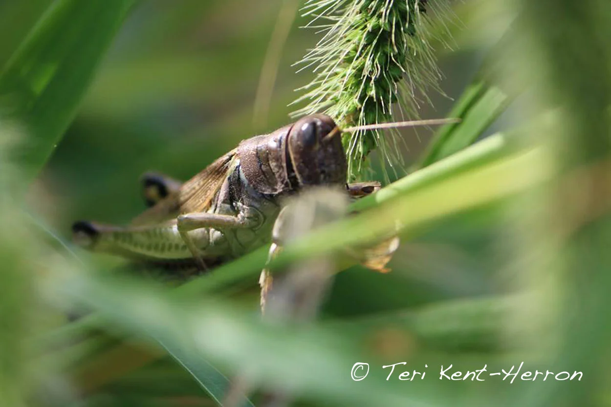 tk grasshopper.jpg