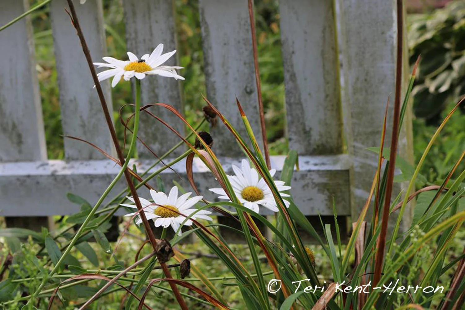 tk nature flowers.jpg
