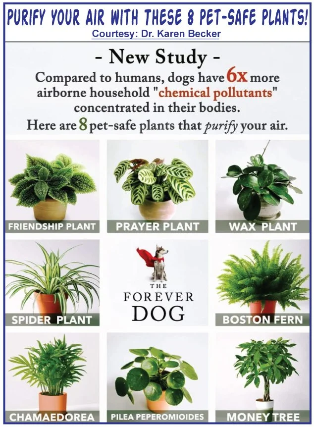 Indoor Plants that Purify Air  BLOG: Mobility Service Dog Teams  Mobility  Service Dog - West Coast Project