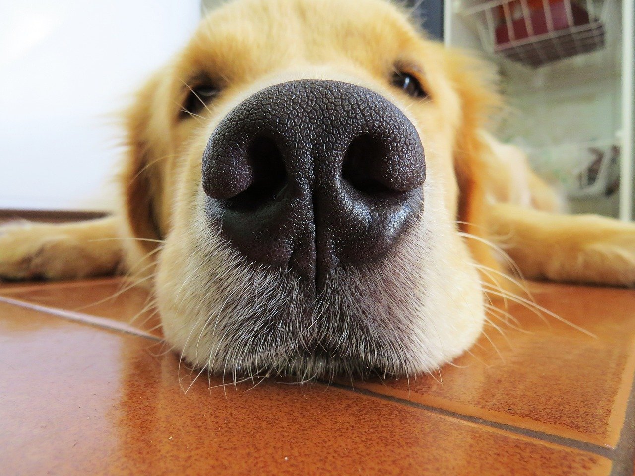 Training Dogs to Sniff Out Cancer