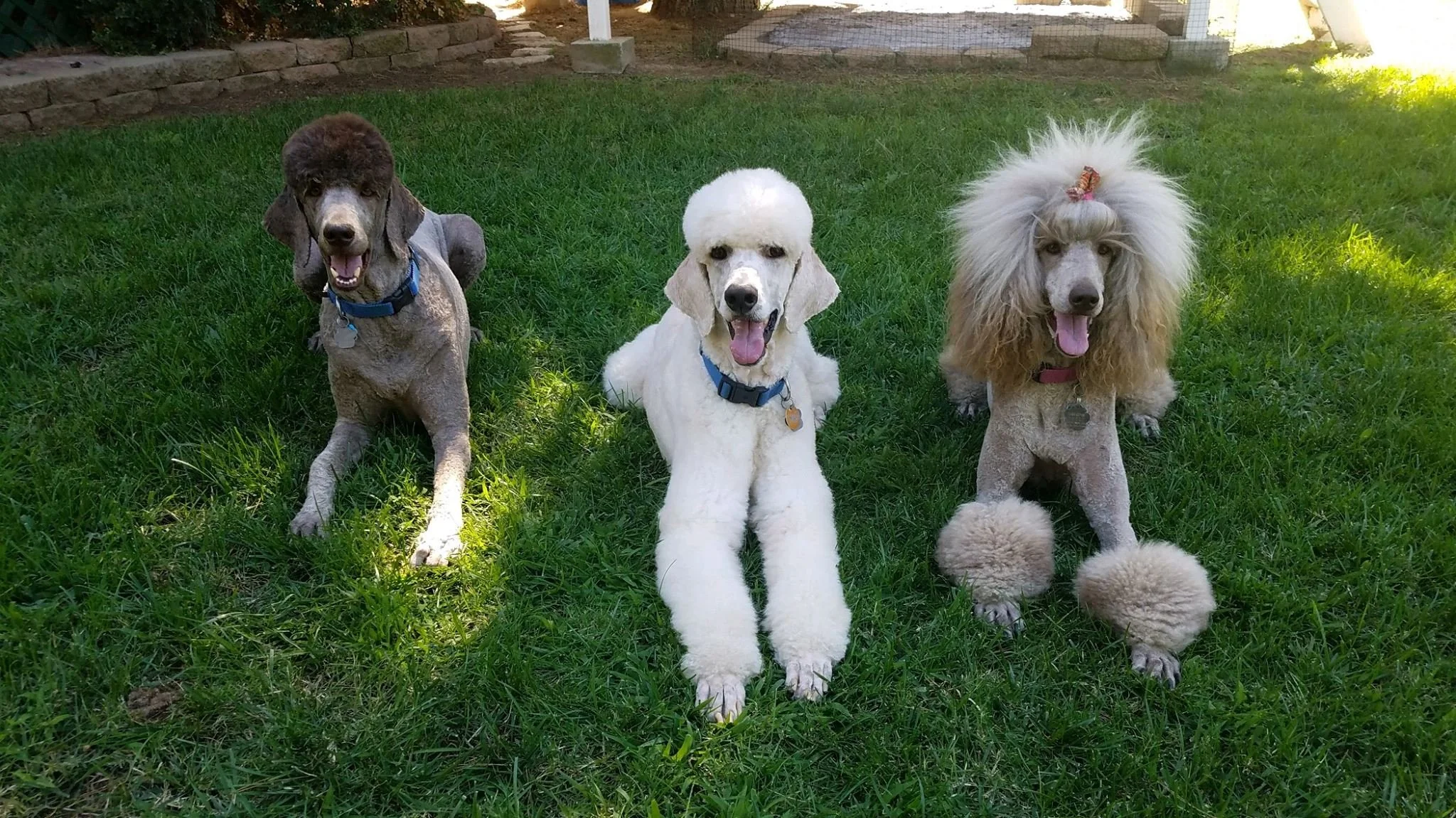 Service Dogs: Why Are They a Valuable Tool for People with Disabilities?