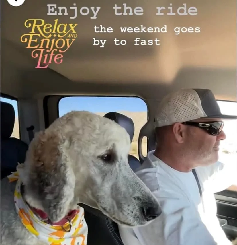 Meet the Two Sides of a Service Dog!
