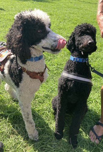 POODLE-Pepper-left-and-a-friend.jpg