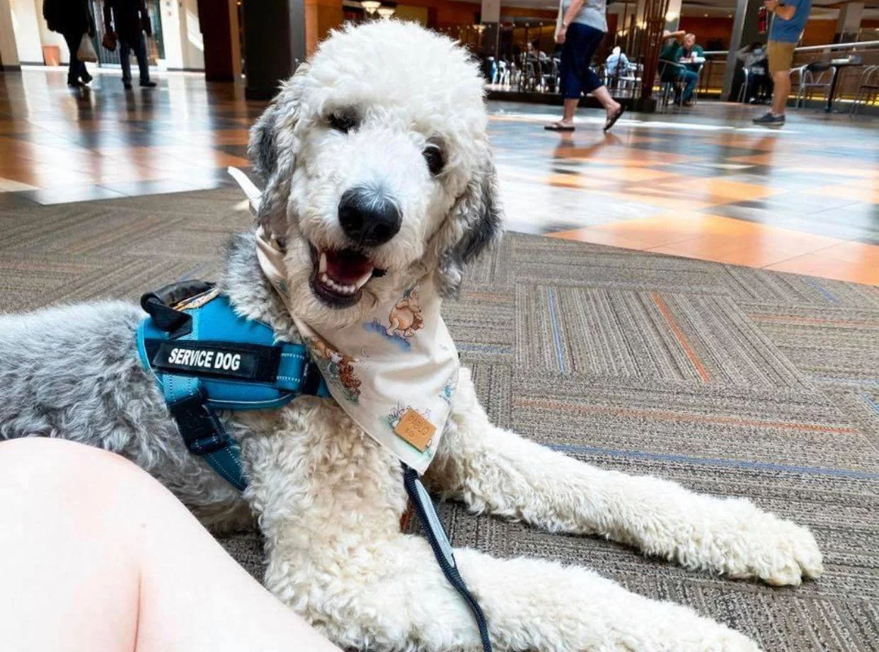 How Therapy Dogs Can Help Patients with Alzheimer’s Disease