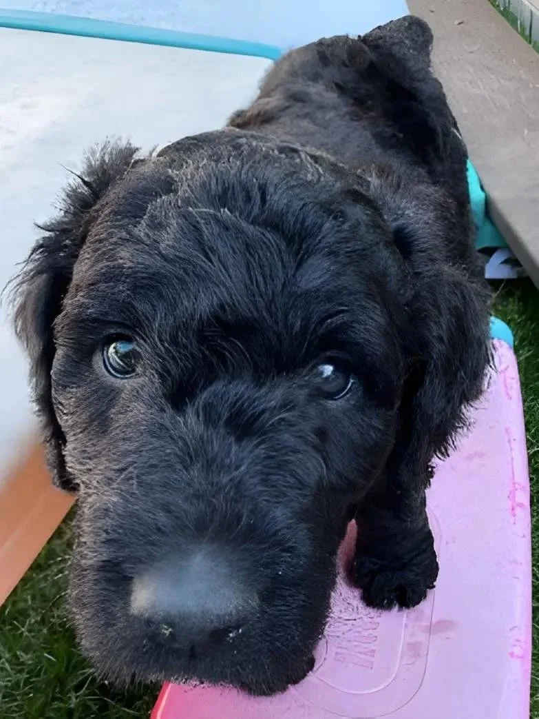 puppy3.jpg