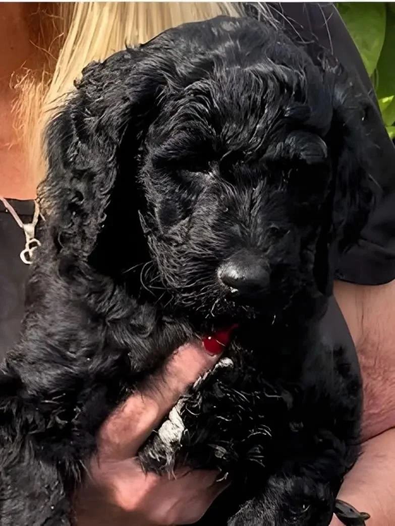 puppy2.jpg