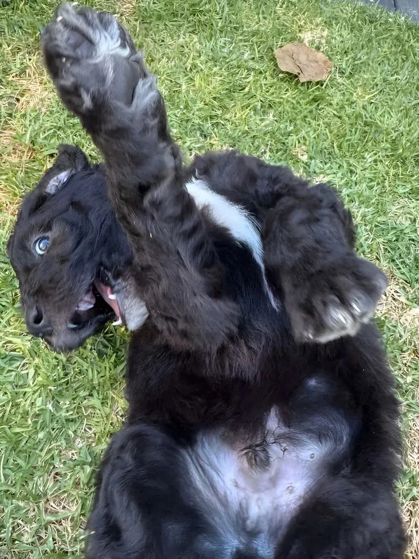 puppy1.jpg