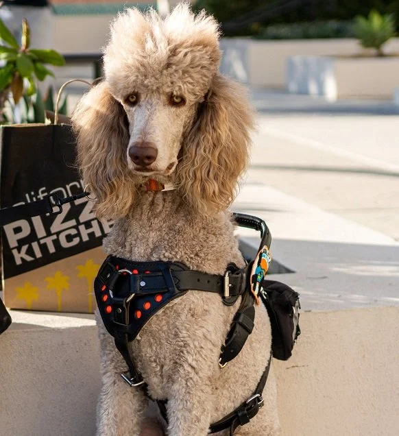 What Service Dogs Offer "He
