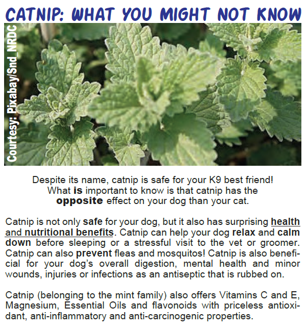 Catnip, Halloween Safety Tips and More!