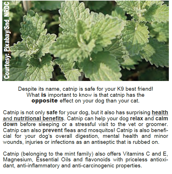 Catnip, Halloween Safety Tips and More! — Mobility Service Dog West
