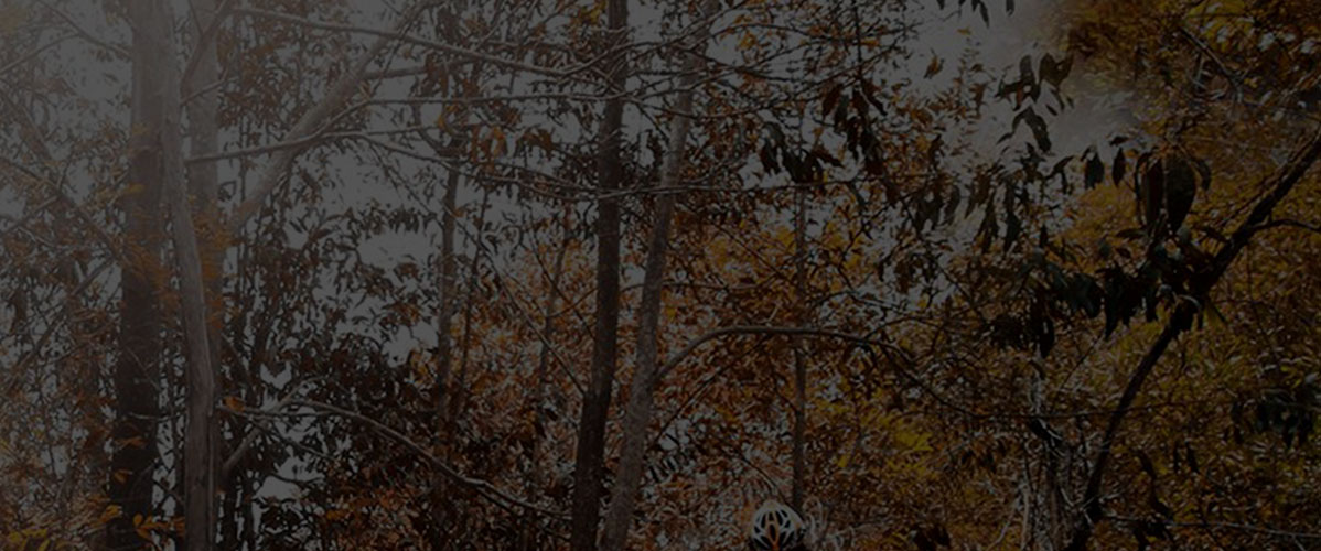 trees.jpg