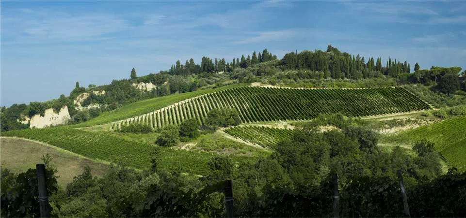 View of the surrounding landscape - vineyards, cypress trees, rolling Tuscan hills.