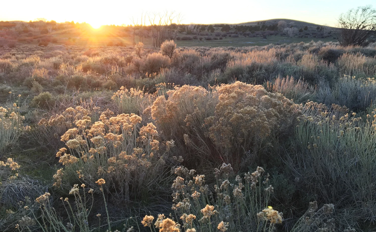 Setting sun over sagebrush - Saratoga, Wyoming. Brush Creek Foundation for the Arts.