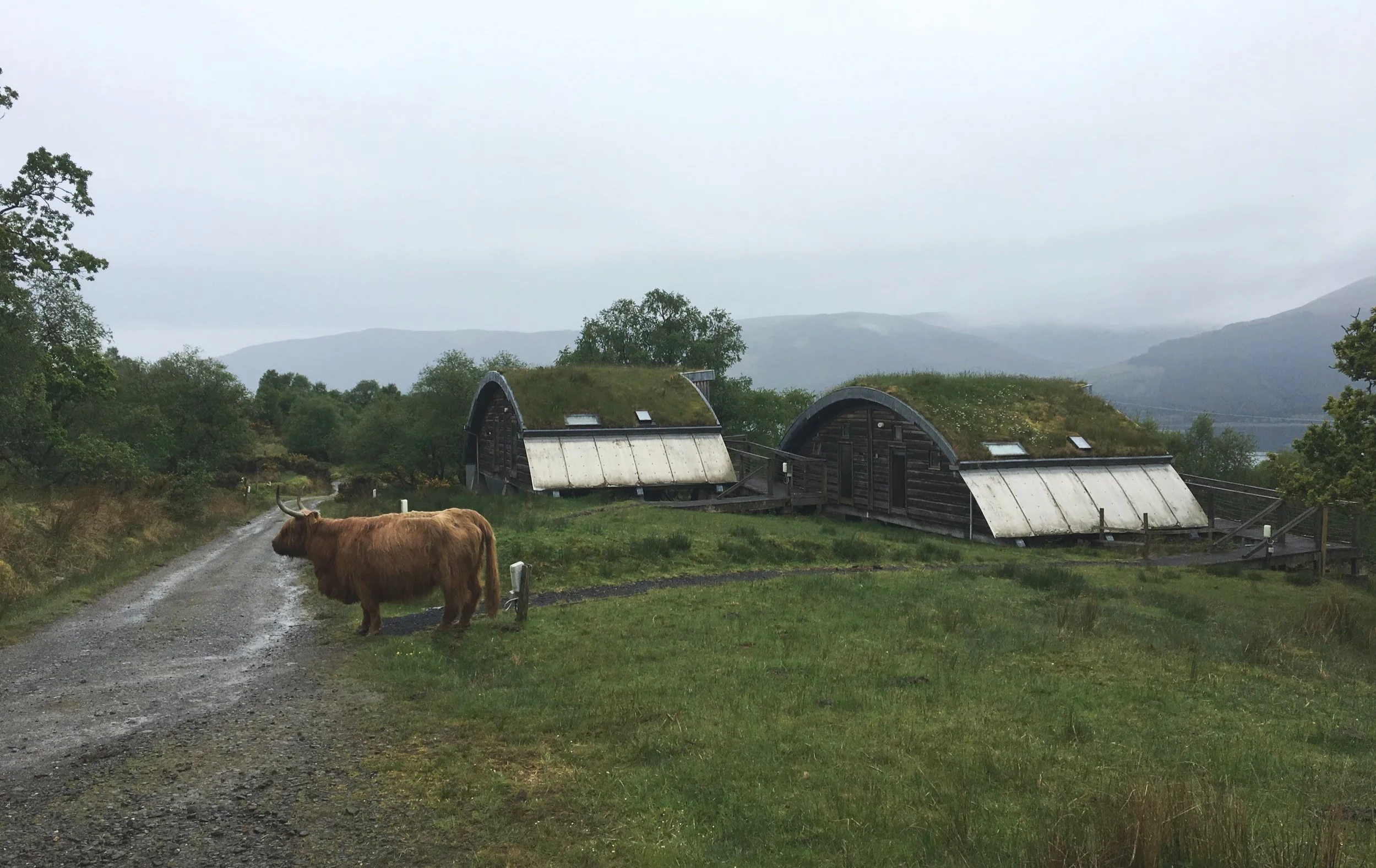 The sod-roofed Pods with shaggy Highland Cow.