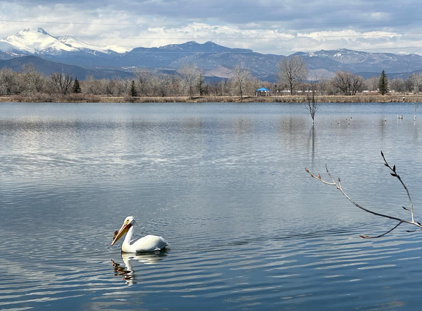 And the pelicans are back!! Watched this beauty fishing at Golden Ponds yesterday while a flock of Great Blue Herons squawked and flapped like winged dinosaurs overhead. Spring is here!❤️