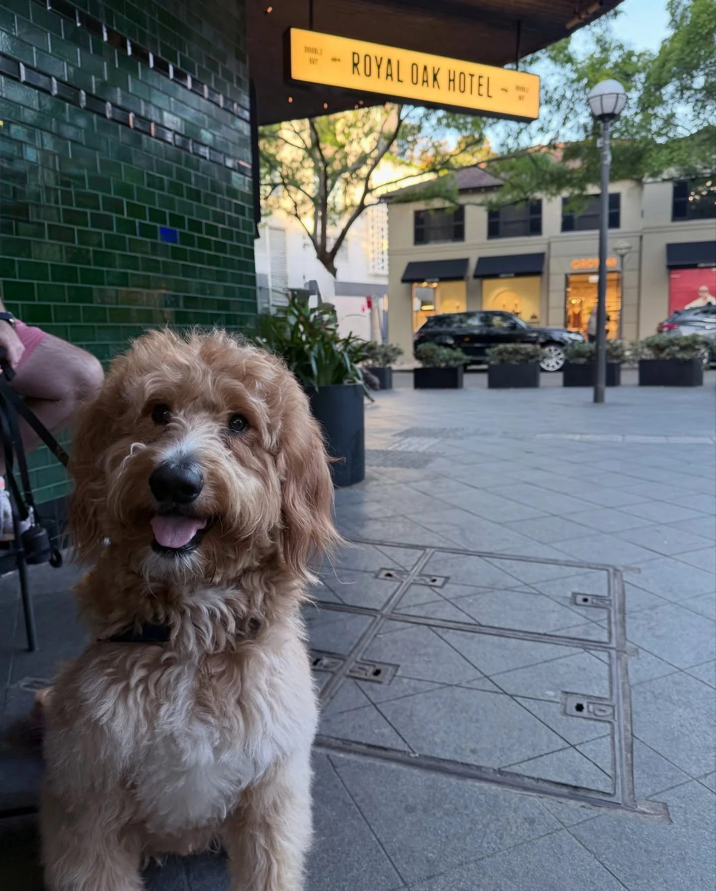 We hope everyone is having a lovely long weekend 🍻 

We&rsquo;re open from 12PM, stop by &amp; say hi (furry friends welcome as always 🐶) 👋🏽 

📍 Bistro // #RoyalOakDB