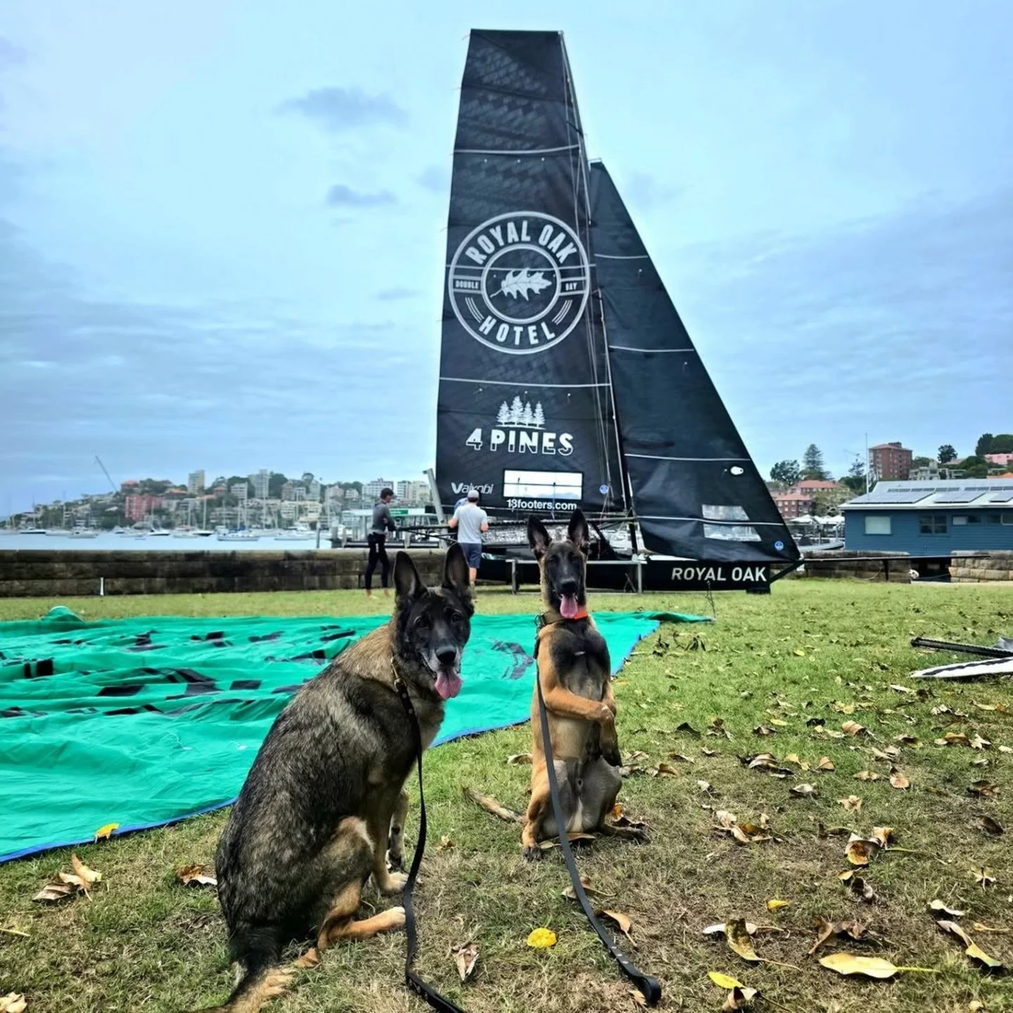 Two of our favourite things &mdash; furry friends &amp; the @royaloakskiff ⛵️🐾 

📸: @joey_the_dogfather 

#RoyalOakDB
