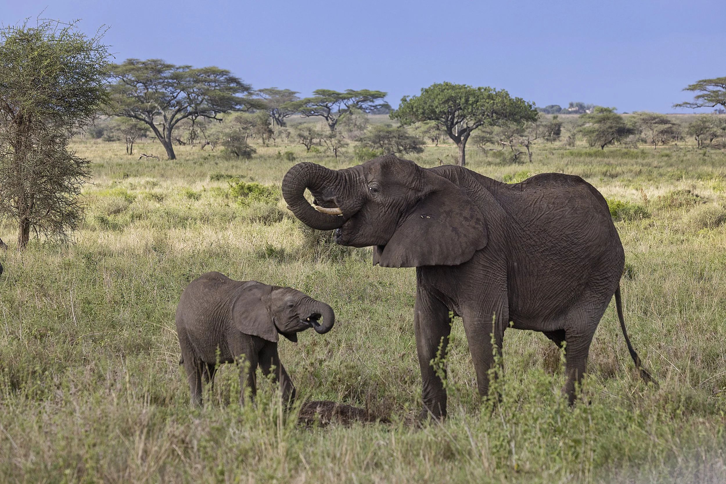 Elephant-SD.jpg
