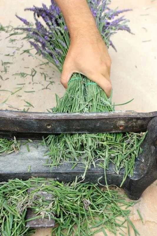 Lavender.jpg