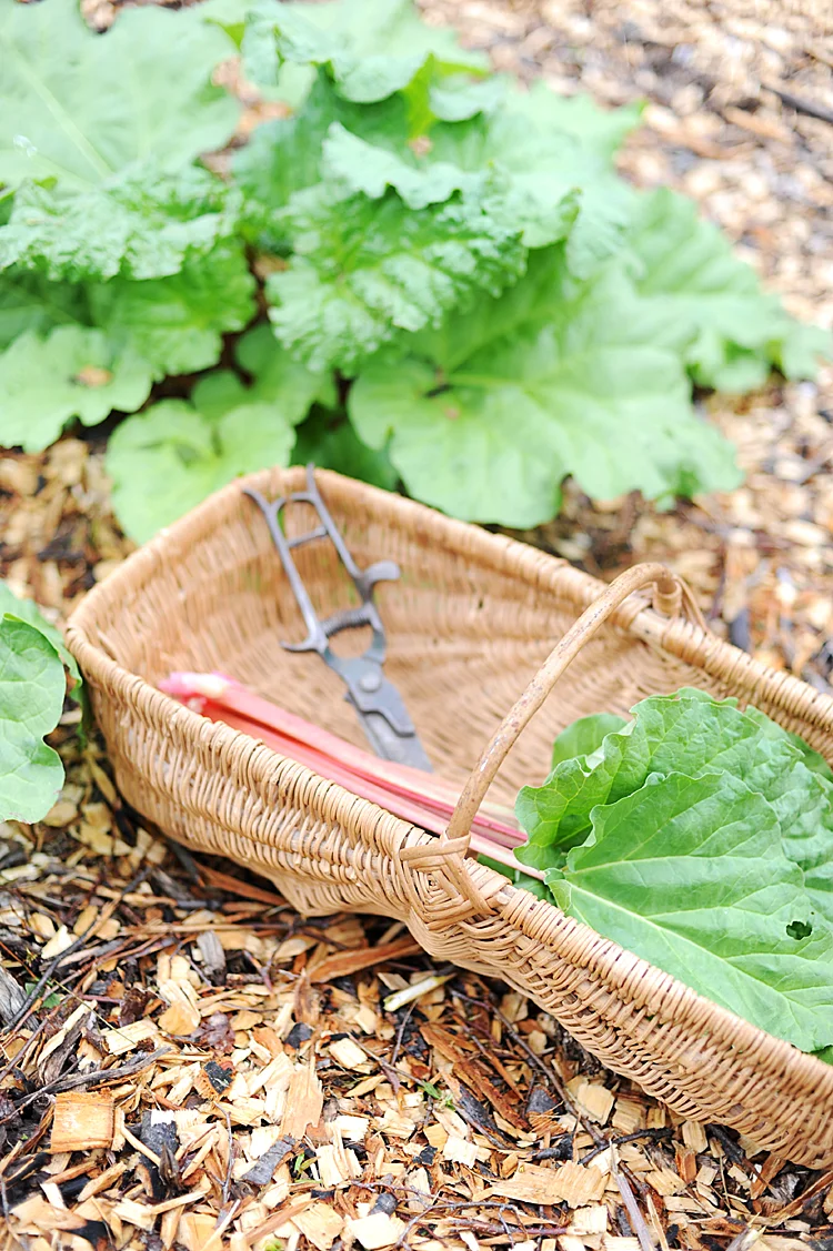 Antique French Normandy Harvest Basket