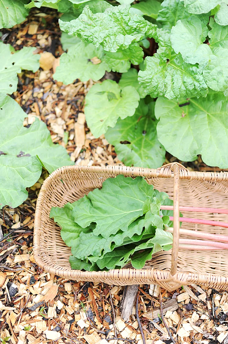 Antique French Normandy Harvest Basket