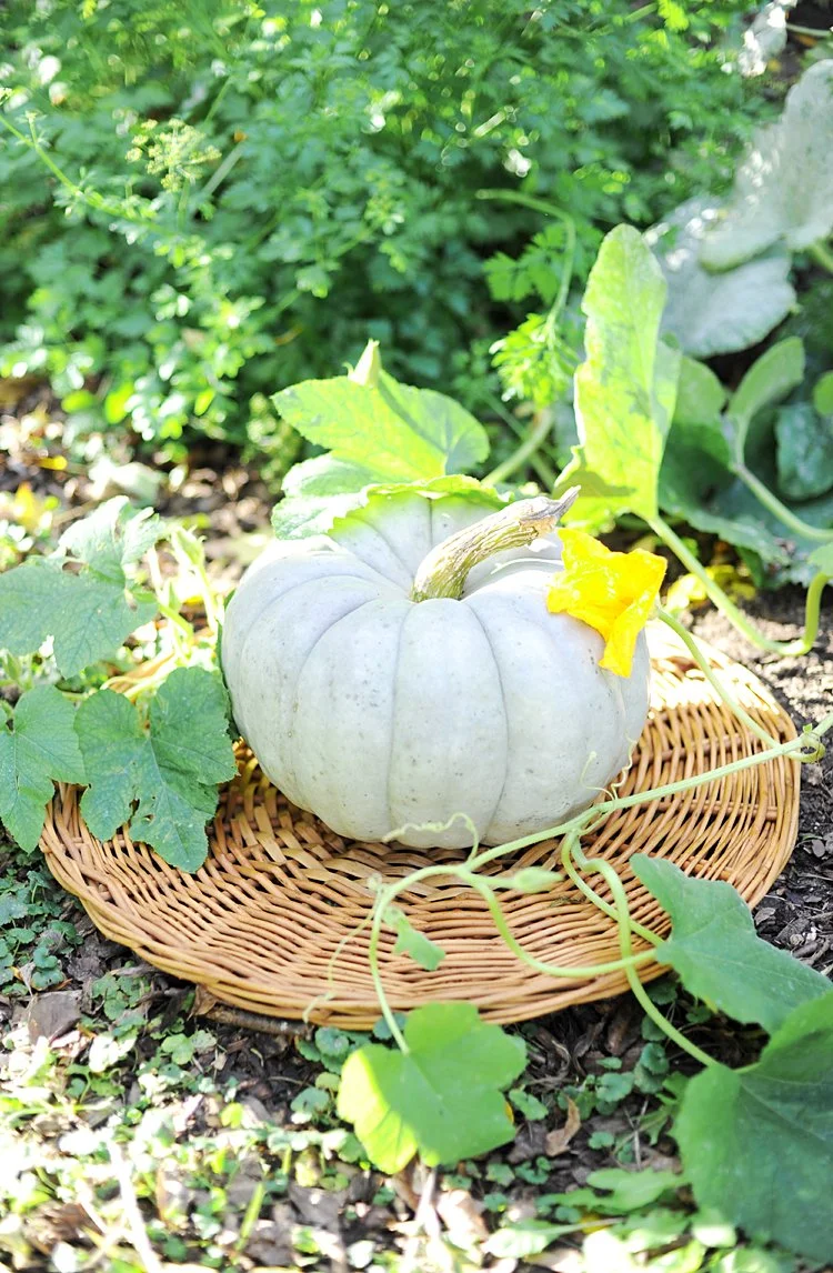 Vintage Wicker Plant Plate Protector Medieval