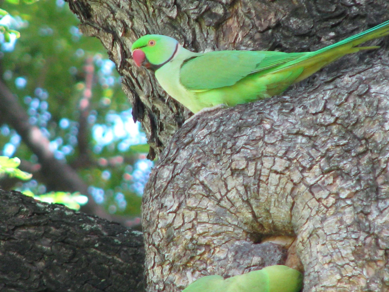 parakeet.jpg