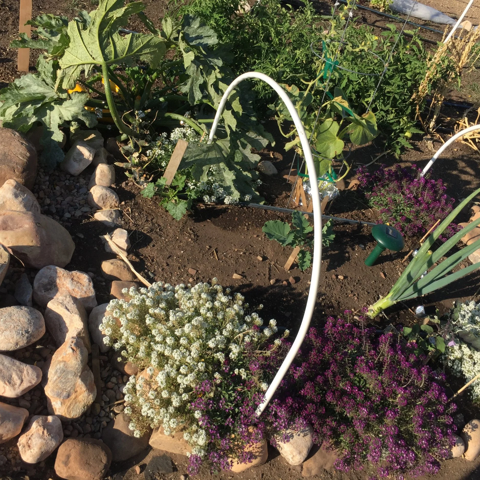 Partial+Plot+with+flowers%2C+onions%2C+squash.png