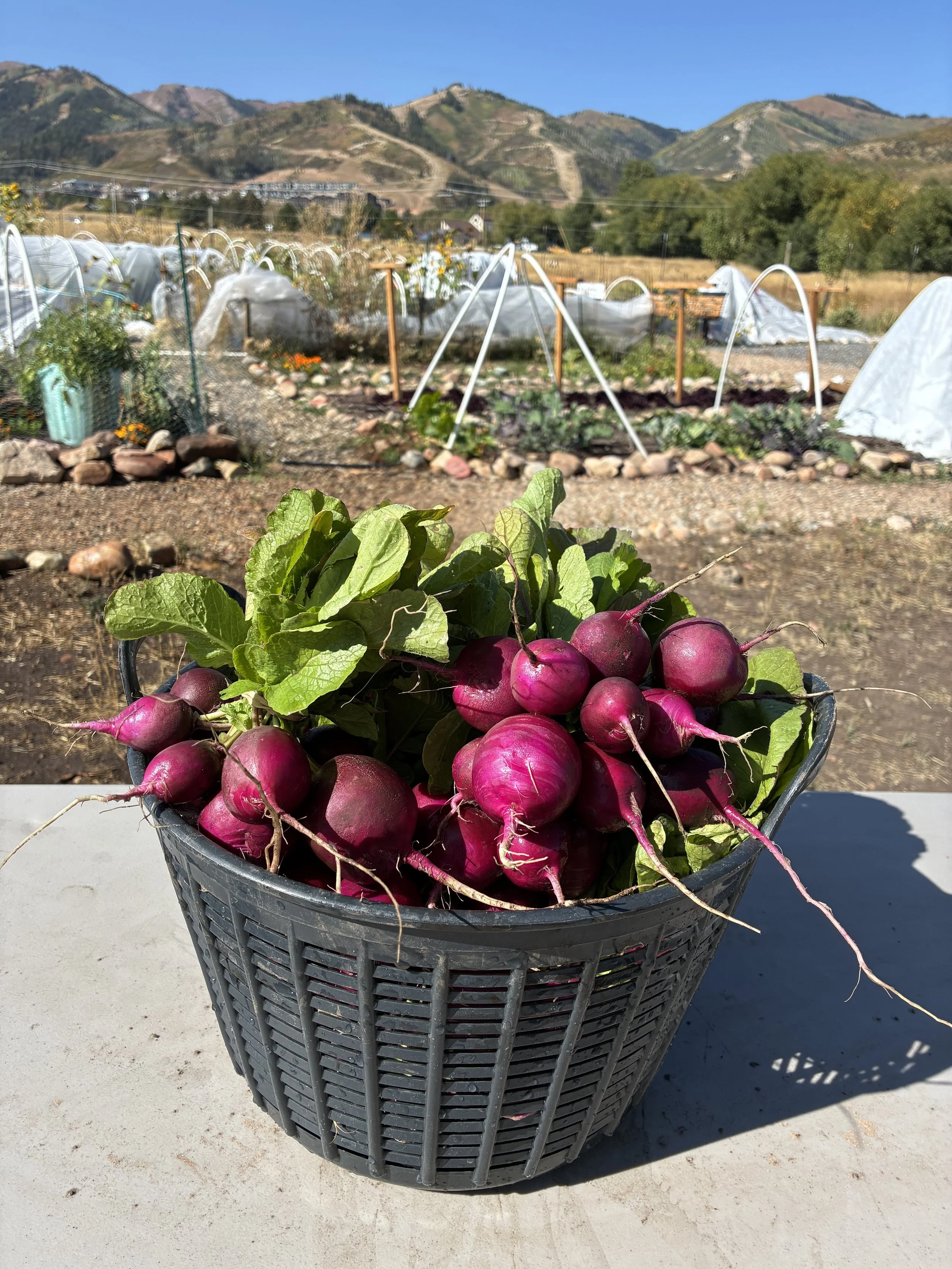 basket of radishes with crop cover background.jpg