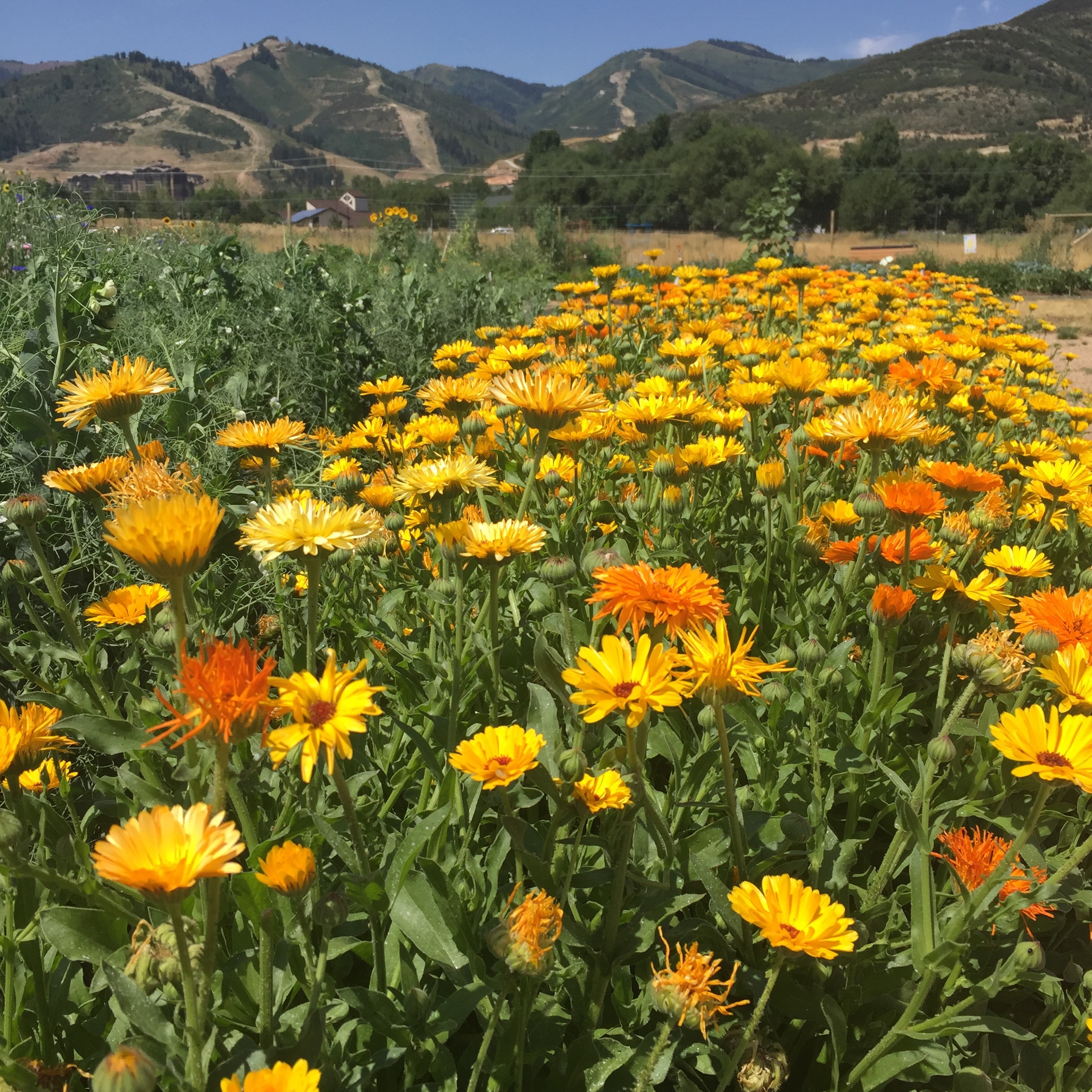 Demonstration Garden - Cover Crops and Flowers