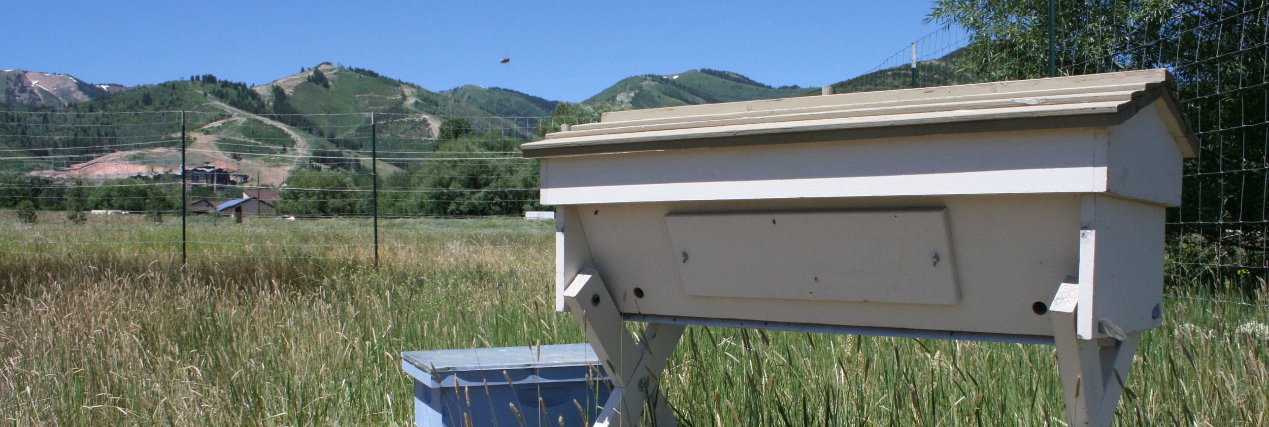Stop 8: BEES!