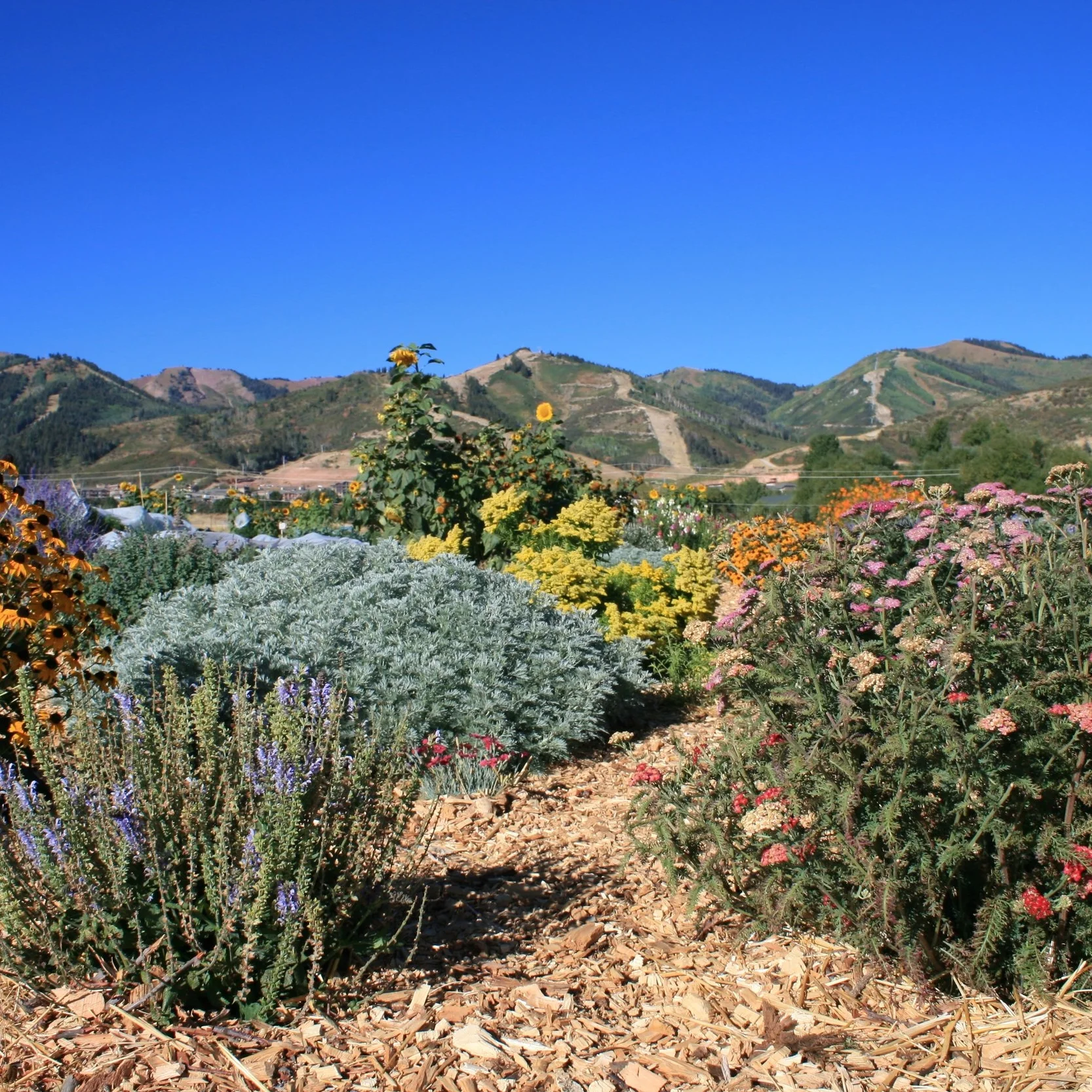 Native Pollinators 2.jpg