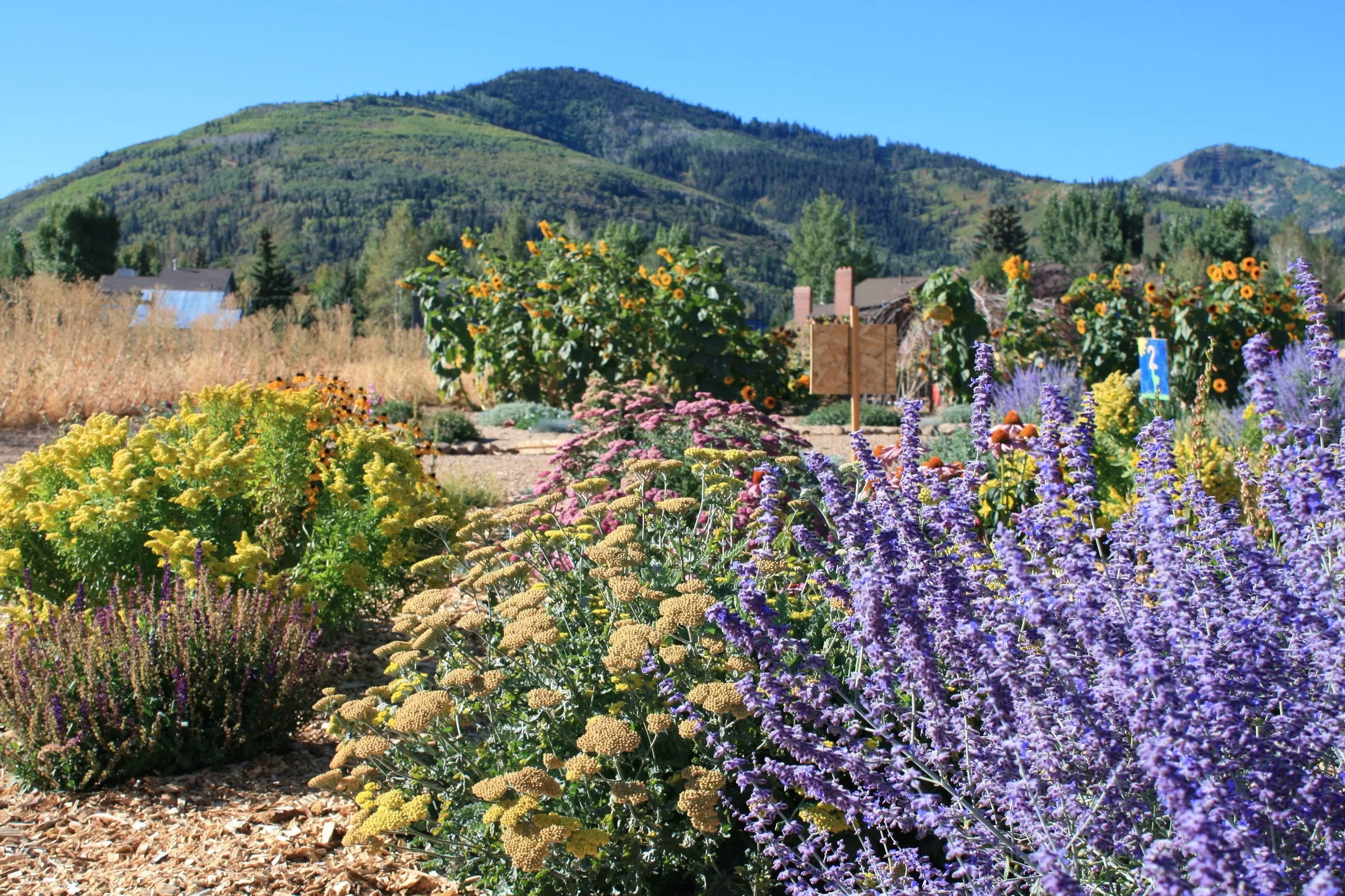 Feed the Bees: Perennial Pollinator Class
