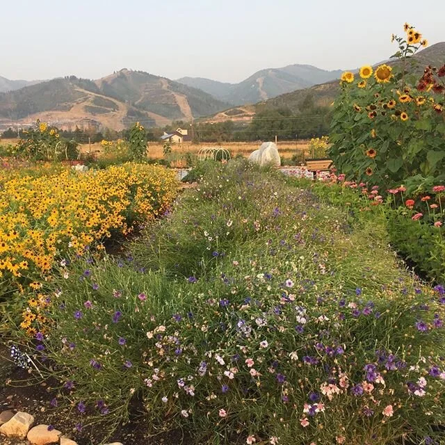 All About Pollinators: Q&amp;A with Jules Angell