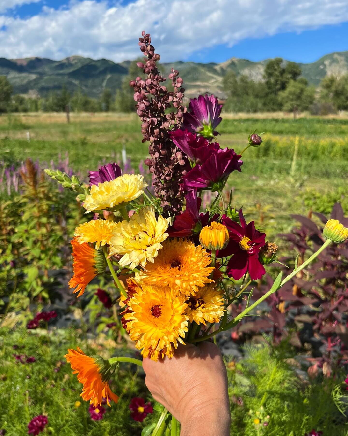 Happy Spring Equinox to all! We welcome the warm weather, sunny days, mountain rains, and all of the wonderful in betweens. Soon enough we will be planting seeds in the ground. What are you looking for growing this season? 🌸