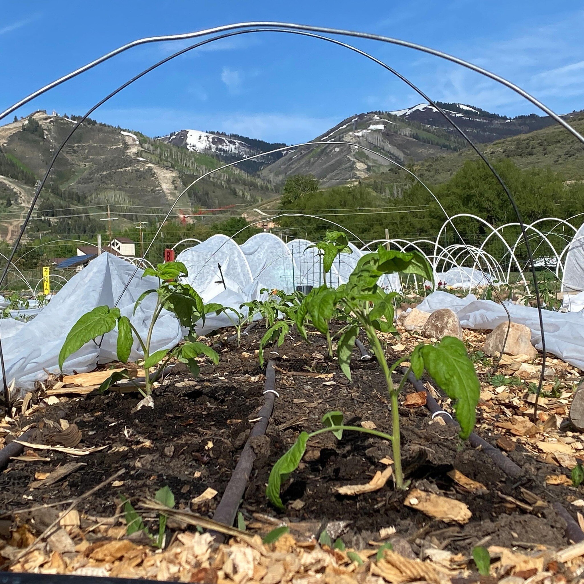 Our High Altitude Gardening 101 &amp; Garden Planning class is just over one week away! Join us virtually to learn all about growing at high altitude and best steps for effective garden planning to get the highest yields of what you grow. Sign up via
